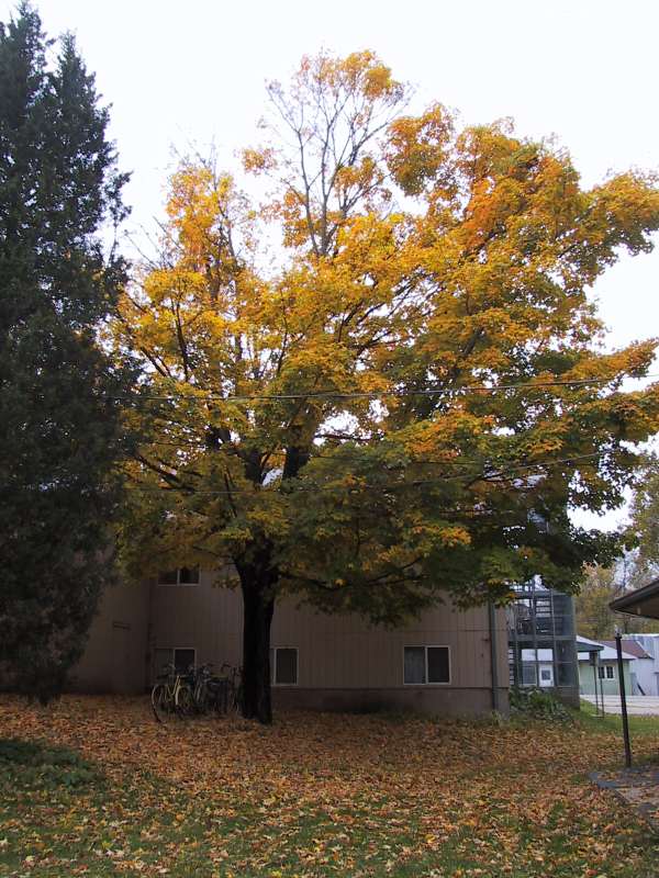fall colors in hodunk