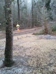 Georgia Ice Storm 2011