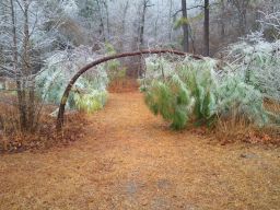 Georgia Ice Storm 2011