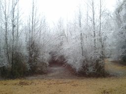 Georgia Ice Storm 2011