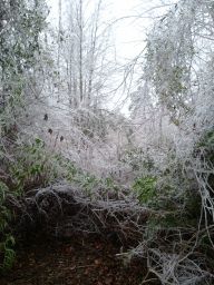 Georgia Ice Storm 2011