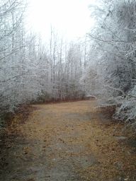 Georgia Ice Storm 2011