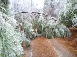 Georgia Ice Storm 2011