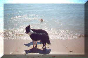 rescue dogs at the beach