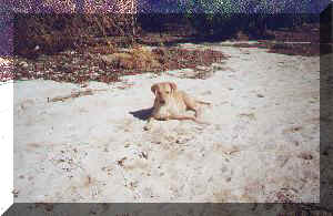 the bathing beauty lounges on the beach.