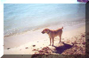 dog exploring a beach in key west