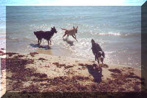 doggie adventures with the girls