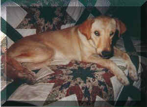 feral rescue dog before walkabout