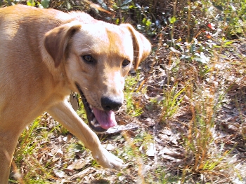 Walkabout mutt muggs for camera